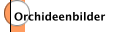 Orchideenbilder